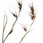 Themeda triandra Mosusu
