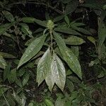 Barleria oenotheroides Liść