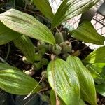 Coelogyne imbricata List