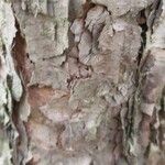 Betula davurica Bark