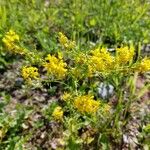 Sisymbrium austriacumFlower