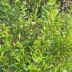 Pluchea dodonaeifolia Hábito