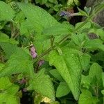 Salvia patens Ліст