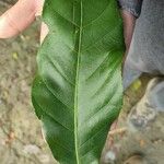 Barringtonia acutangula Leaf