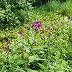 Vernonia baldwiniiफूल