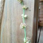 Callisia fragrans Květ