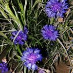 Centaurea cyanusFlower