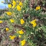 Ulex europaeus Floare