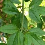 Jasminum mesnyi Leaf