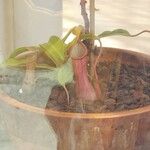 Nepenthes spp. موطن