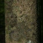 Lacmellea aculeata Kabuk