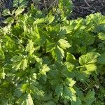 Ranunculus repens Leaf