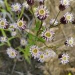 Erigeron acrisКвітка