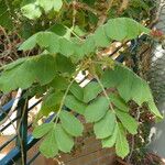 Commiphora marlothii Leaf