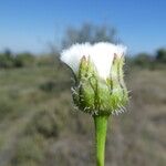 Urospermum picroides Flor