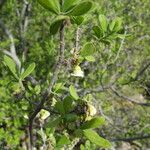 Diospyros texana Агульны выгляд