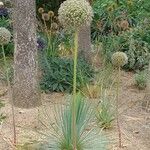 Allium commutatum Fiore