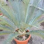 Encephalartos lehmannii Hábito