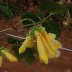 Anemopaegma orbiculatum Flower