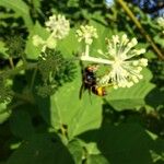 Aralia californica Liść