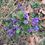 Viola hirta 整株植物