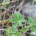 Lupinus albus Leaf