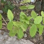 Fraxinus latifolia Leaf