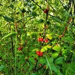 Shepherdia canadensis Gyümölcs