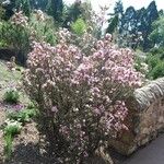 Rhododendron pubescens Hábito