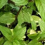 Mentha × piperita List