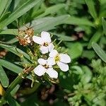 Iberis carnosa Flor