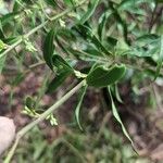 Sarcococca hookeriana Flower