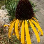Echinacea paradoxa Flor
