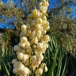 Yucca gloriosa Květ
