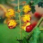 Solanum heterodoxum Plod