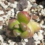 Sedum hernandezii Foglia