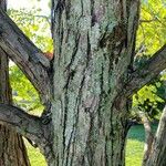 Cercidiphyllum japonicum Bark