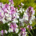 Linaria maroccanaFlower