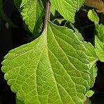 Salvia buchananii Leaf