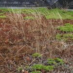 Festuca myuros Habitatea