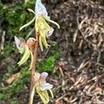 Epipogium aphyllum Kvet