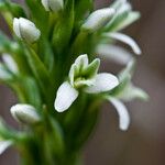 Platanthera elegans Flor