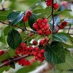 Crataegus persimilis Fruit