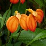 Masdevallia veitchiana Λουλούδι