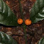 Oxyanthus gracilis Fruit