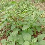 Amaranthus spinosus Feuille