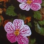 Erodium corsicum Blomst