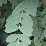 Robinia viscosa 叶