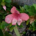 Barleria repens Květ