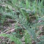 Achillea nobilis Blad